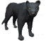 Pantera
