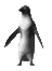 Pingino