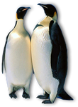 Pinguino