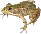 Rana