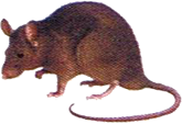 Rata