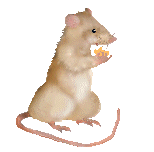 Rata