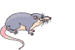 Rata