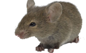 Raton