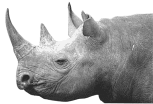 Rinoceronte