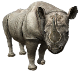 Rinoceronte