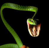 Serpiente
