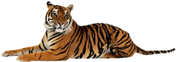 Tigre