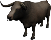Toro