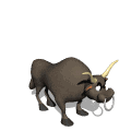 Toro