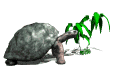 Tortugas