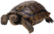 Tortuga