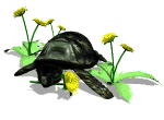 Tortugas