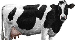 Vaca