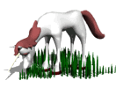 Animal Fantastico