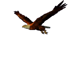 Aguila