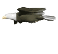 Aguila