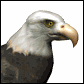 Aguila