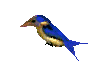 Ave