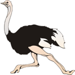 Avestruz