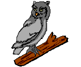 Buho