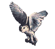 Buho
