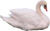 Cisne