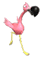 Flamenco
