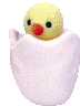 pollito