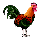 Gallina