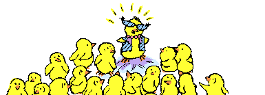 pollitos de Gallina
