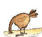 pollito