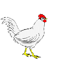 Gallina