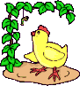 pollito