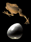 huevo de Gallina