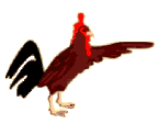 Gallo
