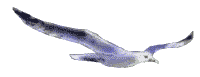 Gaviota