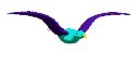 Gaviota