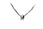 Gaviota