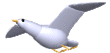 Gaviota