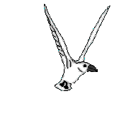 Gaviota