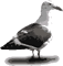 Gaviota