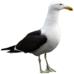 Gaviota