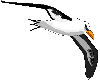 Gaviota