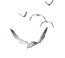 Gaviotas