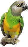Loro