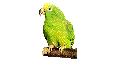Loro
