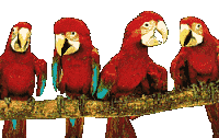 Loros