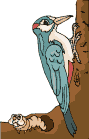 Pajaro Carpintero