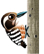 Pajaro Carpintero
